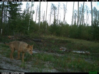 Волчица Тула.JPG